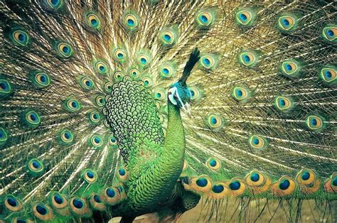 Guinea Fowl Colors : 7 Various Beautiful Colors of Guinea Fowl