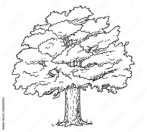 Drawing of oak tree - hand sketch of plant, black and white ...