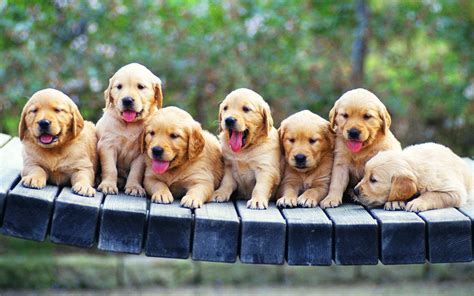 Dog Laptop Wallpapers - Top Free Dog Laptop Backgrounds - WallpaperAccess