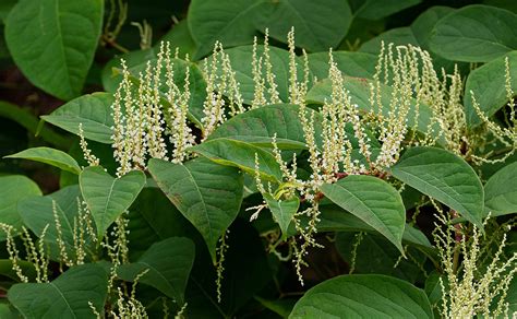 Japanese knotweed flowers | Wildscapes