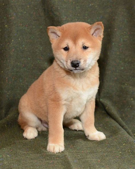 Shiba Inu Puppies For Sale | Denver, CO #267489 | Petzlover