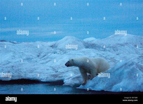 polar bear on and iceberg Stock Photo - Alamy