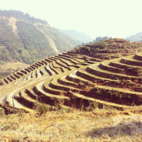 Rice fields of Sapa, Vietnam | Farmland, Fields, Outdoor