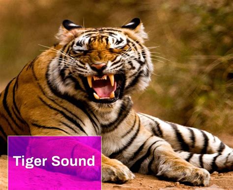 Animal Sound Free MP3 Download | Mingo Sounds