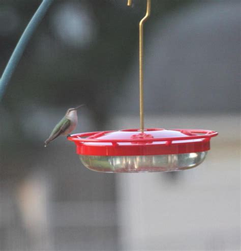 The 6 Best Hummingbird Feeders of 2024 [Buyer's Guide]