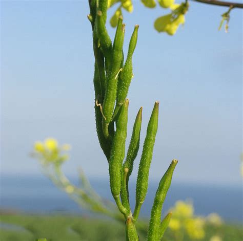 Wild mustard facts and health benefits