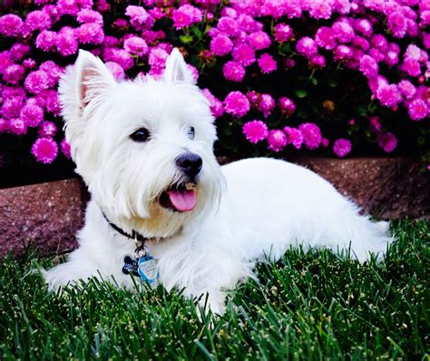 Bear westie Beautiful | Westie dogs, Westies, West highland terrier