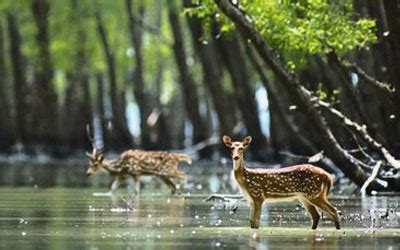 Thekkady Wildlife Sanctuary, Periyar Tiger Reserve, Kerala Tourism ...