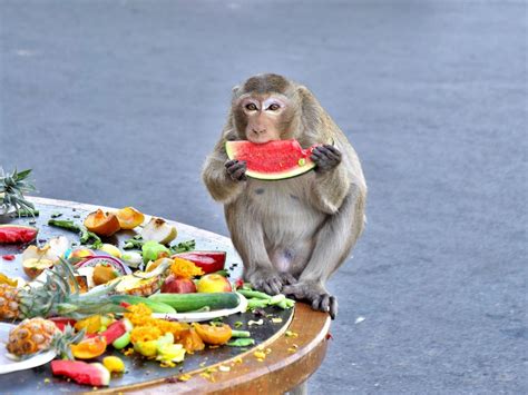 Lopburi Monkey Festival 2023 - Thailand NOW