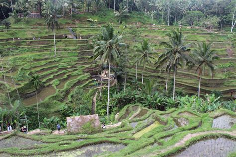 Tegallalang Rice Terraces, Ubud, Bali | Travel, Travel inspo, Move abroad