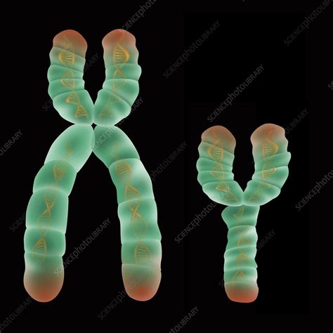 XY Chromosome, Illustration - Stock Image - C027/6977 - Science Photo ...