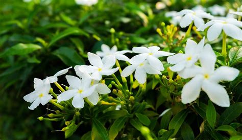 Jasmine Care: How to Plant, Grow, and Care for Jasmine Flowers | Gilmour