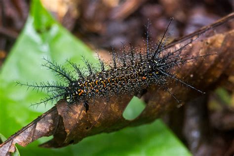 Spiky Caterpillar - TREMARCTOS