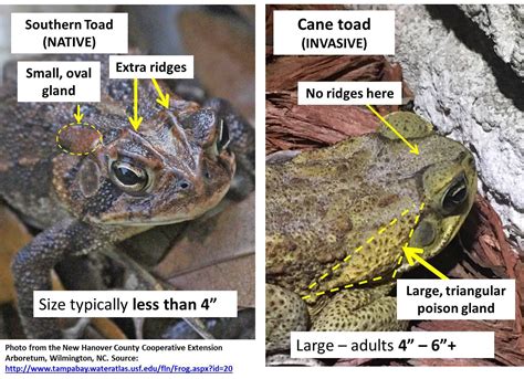 The Poisonous Cane Toad - Florida RV Trade AssociationFlorida RV Trade ...