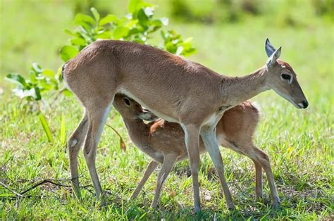 Pampas Deer - Facts, Diet, Habitat & Pictures on Animalia.bio