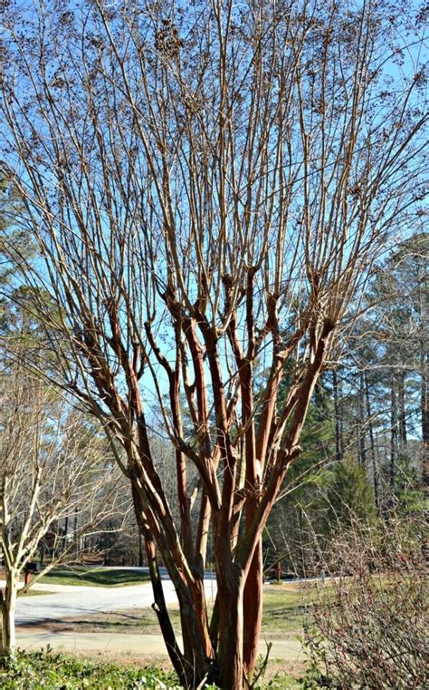 How to Prune Crepe Myrtles | Fairview Garden Center