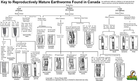 Outdoor Radio: Hunting for Invasive Jumping Worms | Vermont Center for ...