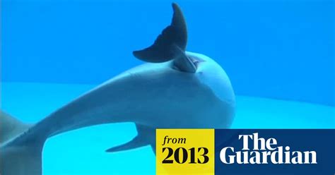 Dolphin giving birth caught on camera - video | World news | The Guardian