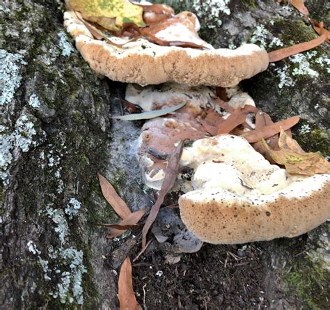 diagnosis - What is this fungus/mushroom on my oak tree? - Gardening ...