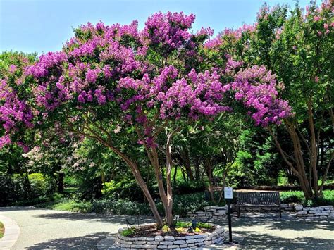 Crape Myrtle Tree Information: How To Grow Crape Myrtle