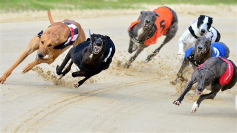 Greyhound racing tips & selections for Sunday September 3