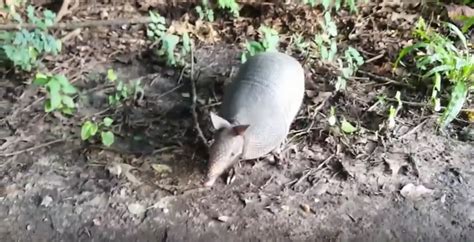 About armadillos: Appearance, biology, life cycle, habitat, diet, behavior