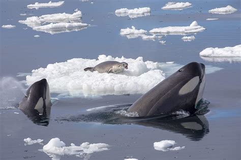 50 Whale Facts About The Giants Of The Ocean - Facts.net