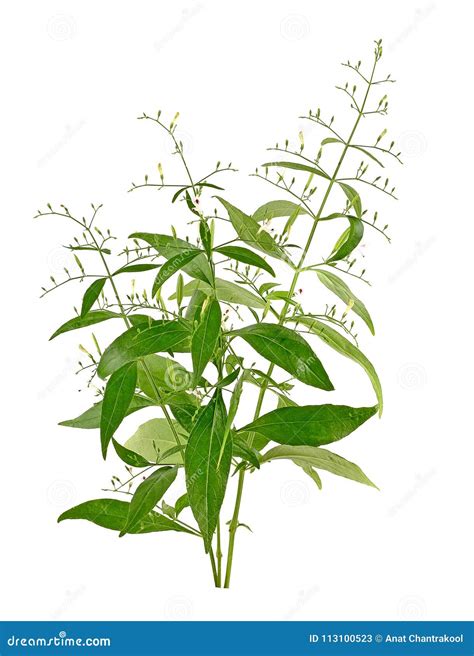 Andrographis Paniculata Plant on White Background Stock Image - Image ...