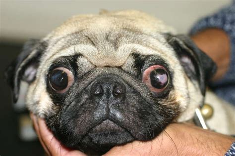 Focus Referrals | The problem with Pugs' eyes