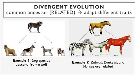 Divergent Evolution | Definition, Types & Examples