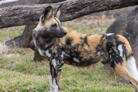 The Painted Dog Research Trust: Preserving a Species – Sedgwick County Zoo