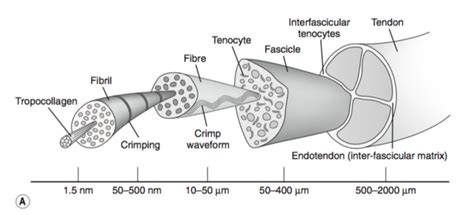 Tendon Anatomy - Physiopedia