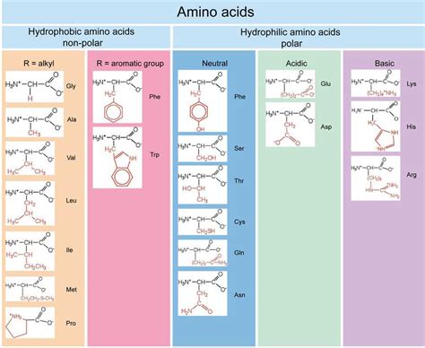 Amino Acid Properties and Structure - Creative Biostructure