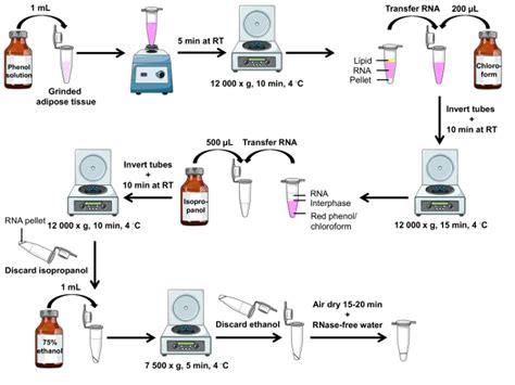 Mouse Adipose Tissue Collection and Processing for RNA Analysis ...