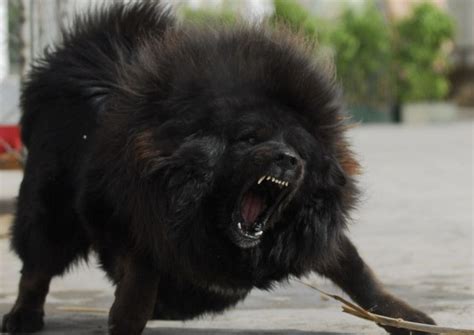 Tibetan Mastiff - The Nomadic Guardians of Tibet (BREED GUIDE)