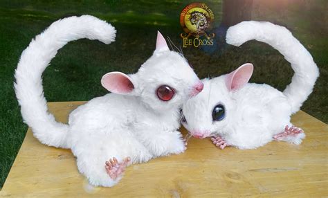 Leucistic Sugar Glider and Ruby Eye Sugar Glider Pair! - Wood Splitter ...