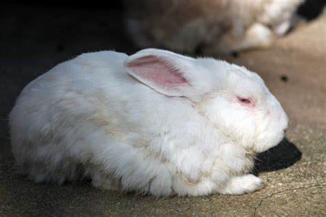 How Do Rabbits Sleep? How Long Do They Sleep? - AnimalFYI