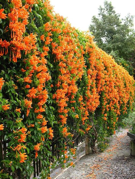 Golden Trumpet Vine in 2020 | Climbing flowering vines, Front yard ...