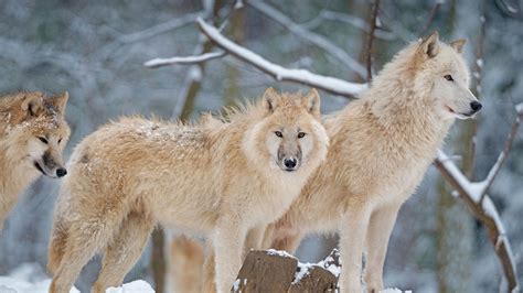 Arctic Wolf – Bing Wallpaper Download