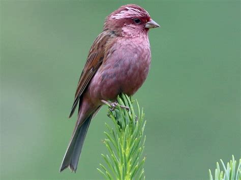 Pink-browed Rosefinch - eBird