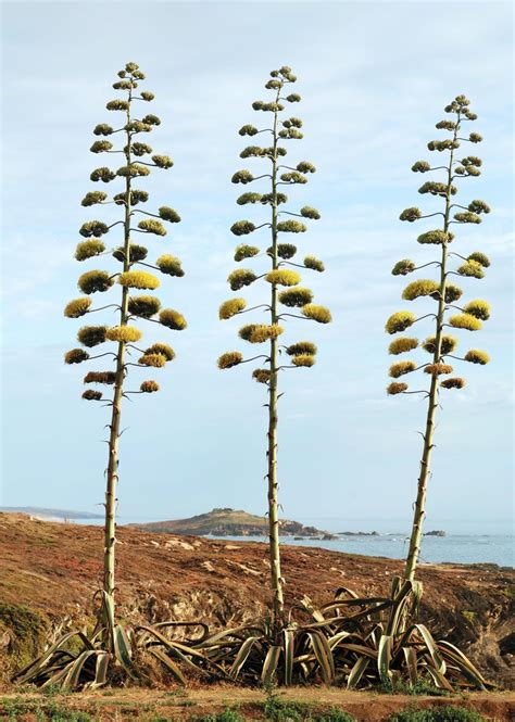 Century plant (Agave americana) | Feedipedia