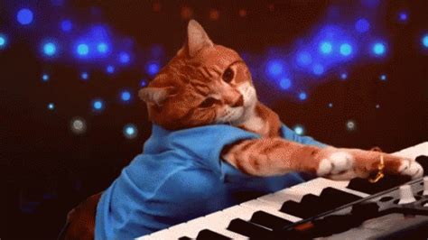 Piano Cat Meme Gif