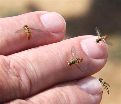 Sweat Bee-Like Insects Invade Pickaway Summer - Scioto Post