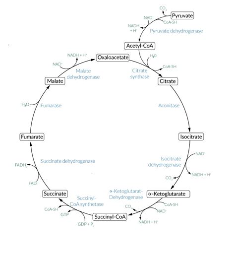 Citrate Synthase