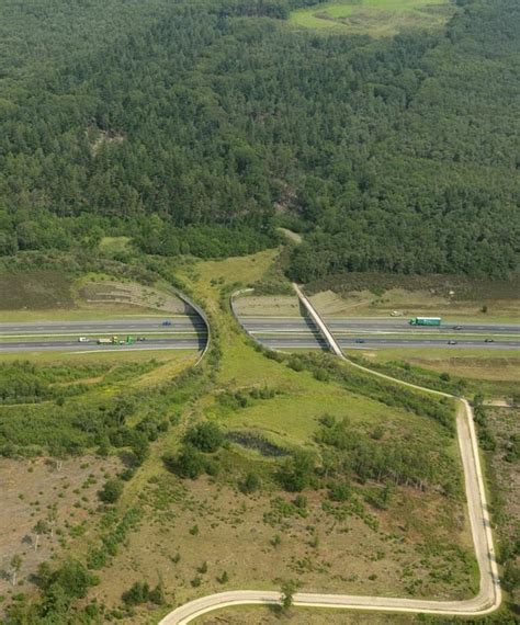 These Wildlife Crossings are Animal Bridges to Ensure Animal Safety