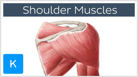 Shoulder Muscles Diagram Muscles Of The Shoulder Joint And Girdle 6240 ...