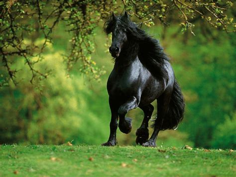 Arabian Horse Wallpapers - Wallpaper Cave