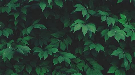 HD wallpaper: green leaf, green leaf, plants, macro, leaves, nature, green Color | Wallpaper Flare