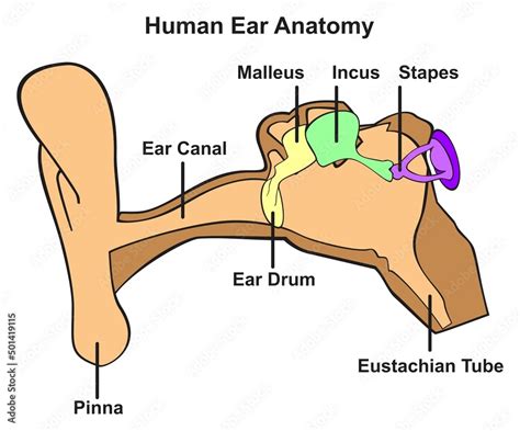 Human ear anatomy infographic diagram outer middle and inner ear with ...