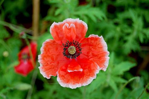 Poppy flower varieties